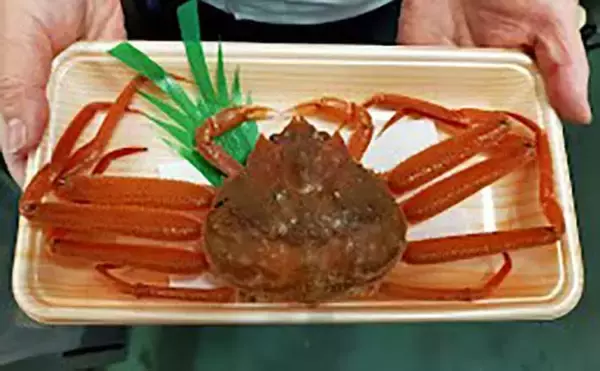 「プロが教える「旬魚」の目利き：メスのズワイガニの選び方　内子狙い撃ち」の画像