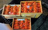 「プロが教える「旬魚」の目利き：メスのズワイガニの選び方　内子狙い撃ち」の画像1