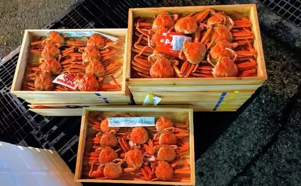 プロが教える「旬魚」の目利き：メスのズワイガニの選び方　内子狙い撃ち