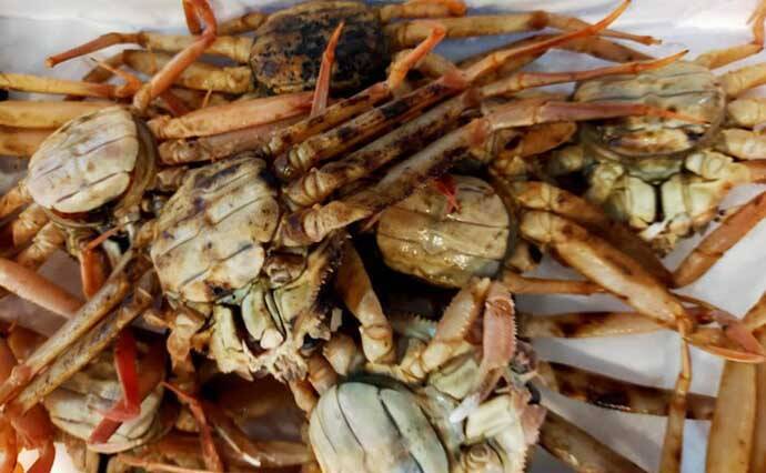 プロが教える「旬魚」の目利き：メスのズワイガニの選び方　内子狙い撃ち