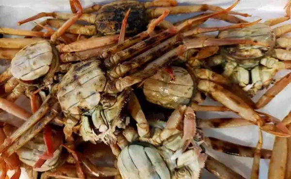 「プロが教える「旬魚」の目利き：メスのズワイガニの選び方　内子狙い撃ち」の画像