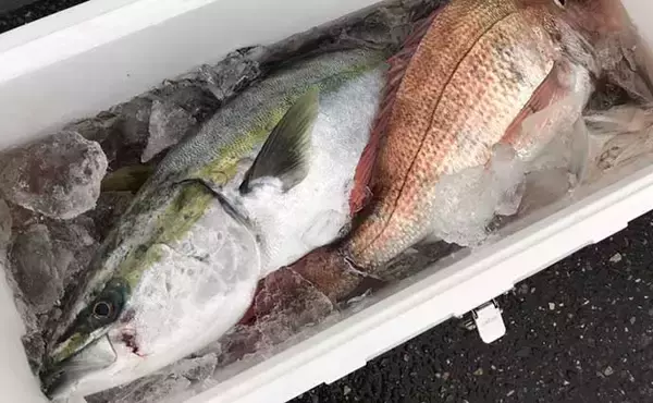 「上越の寒ブリジギング攻略　【概要・基本タックル・メタルジグを解説】」の画像