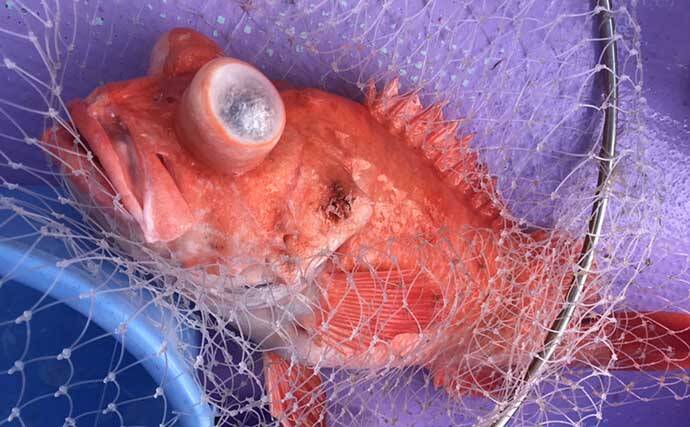 中深場五目釣りで本命クロムツ手中 好ゲストにメダイにアコウダイも浮上 21年12月29日 エキサイトニュース 4 5