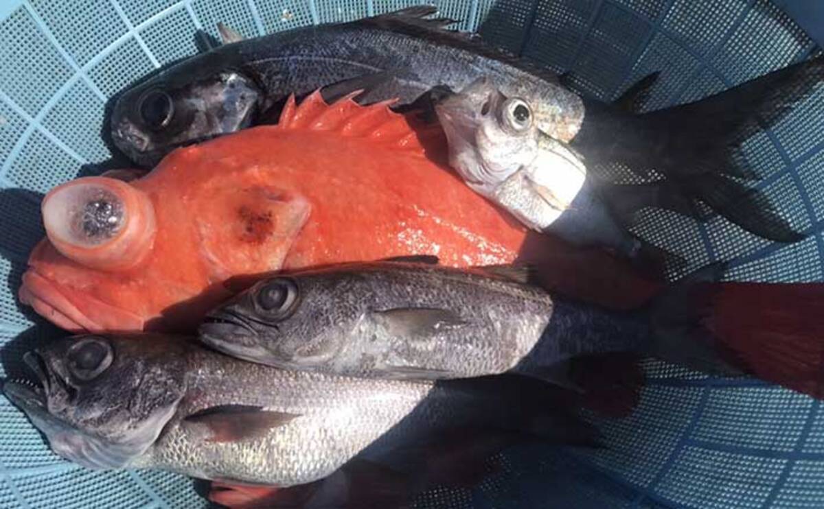 中深場五目釣りで本命クロムツ手中 好ゲストにメダイにアコウダイも浮上 21年12月29日 エキサイトニュース 4 5