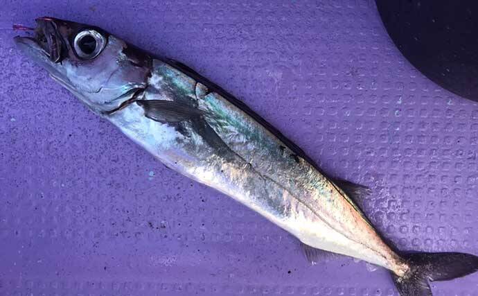 中深場五目釣りで本命クロムツ手中 好ゲストにメダイにアコウダイも浮上 21年12月29日 エキサイトニュース 4 5