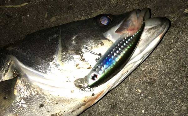 シーバスルアーにおけるボラカラー最強説 濁りにも澄み潮にも対応可能 21年12月29日 エキサイトニュース シーバスルアーにおけるボラカラー最強説 濁りにも澄み潮にも対応可能 21年12月29日 エキサイトニュース