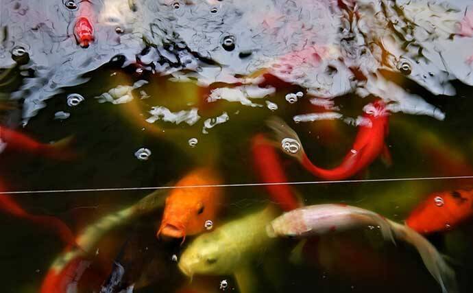 「室内淡水つり堀」1日の流れと注意点を解説　全天候型＆濃い魚影が特徴