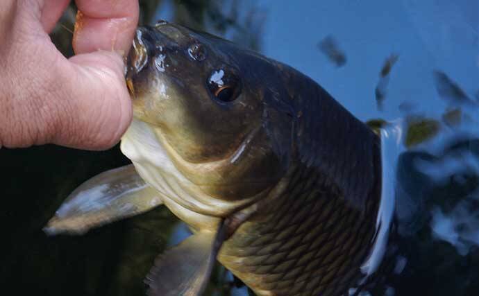 「室内淡水つり堀」1日の流れと注意点を解説　全天候型＆濃い魚影が特徴