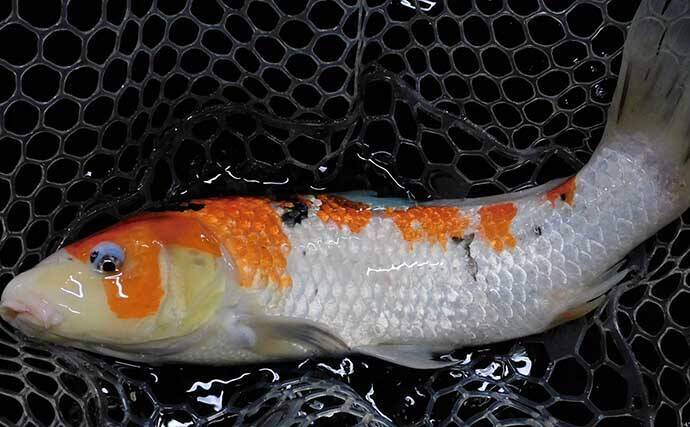 「室内淡水つり堀」1日の流れと注意点を解説　全天候型＆濃い魚影が特徴