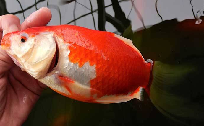 「室内淡水つり堀」1日の流れと注意点を解説　全天候型＆濃い魚影が特徴