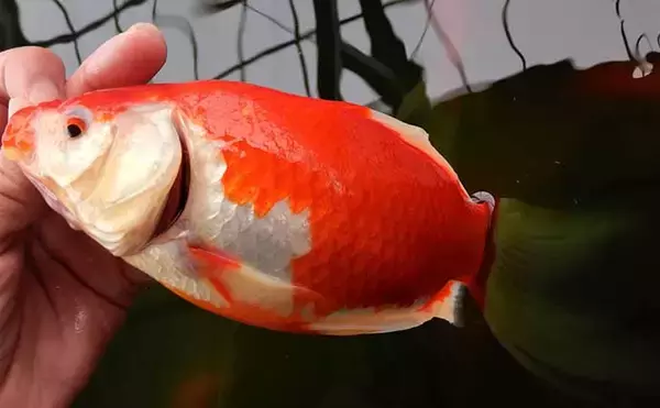 「「室内淡水つり堀」1日の流れと注意点を解説　全天候型＆濃い魚影が特徴」の画像