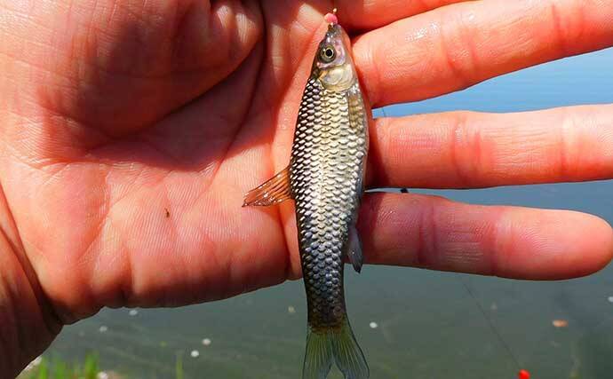 河川の小物釣りデビュー 時の注意点7選 安 近 短でボウズも低確率 22年1月2日 エキサイトニュース