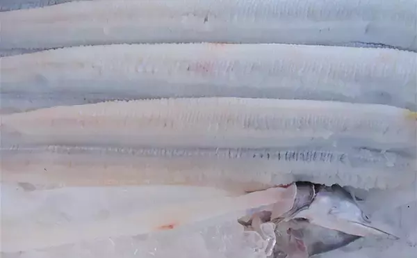 「水産会社勤務のプロが教える「おいしい旬魚」の見分け方：マダコ＆ハモ」の画像