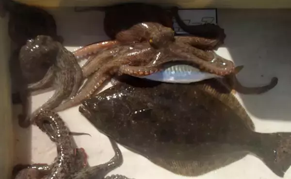 「水産会社勤務のプロが教える「おいしい旬魚」の見分け方：マダコ＆ハモ」の画像