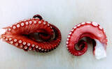 「水産会社勤務のプロが教える「おいしい旬魚」の見分け方：マダコ＆ハモ」の画像4
