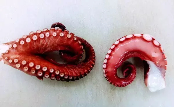 「水産会社勤務のプロが教える「おいしい旬魚」の見分け方：マダコ＆ハモ」の画像