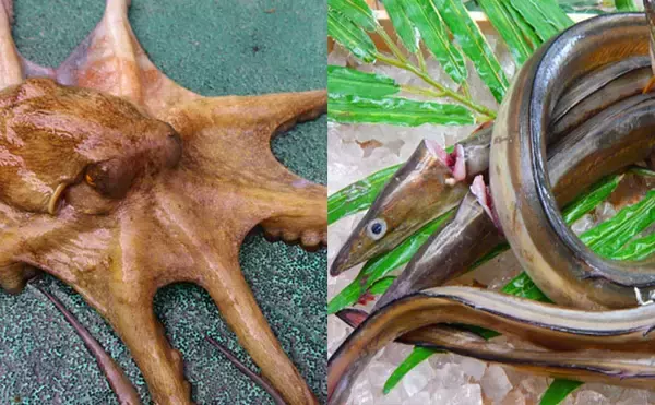 水産会社勤務のプロが教える「おいしい旬魚」の見分け方：マダコ＆ハモ