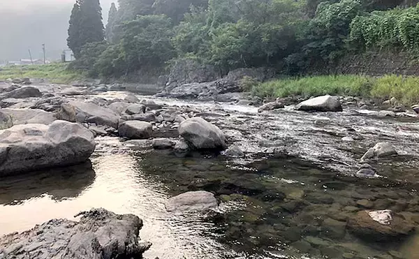 「アユ友釣り4人で3桁達成　良型の引きは40cm級グレ並？【足羽川】」の画像