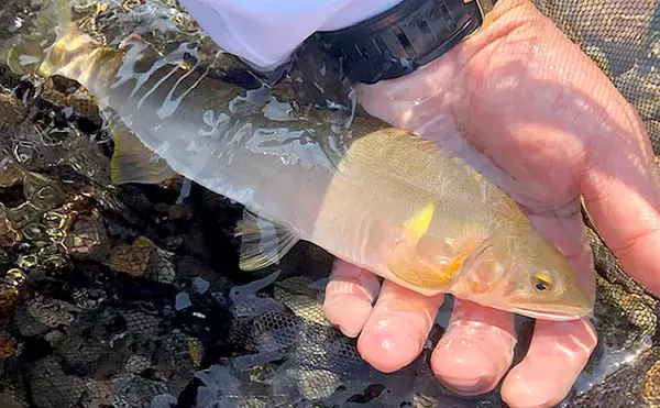 アユ友釣り4人で3桁達成　良型の引きは40cm級グレ並？【足羽川】