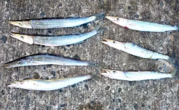 カマス狙いの陸っぱりライトゲームで23cm頭に7尾【大阪・深日漁港】