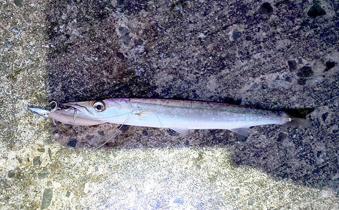 カマス狙いの陸っぱりライトゲームで23cm頭に7尾【大阪・深日漁港】