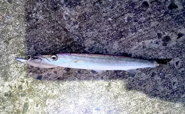 「カマス狙いの陸っぱりライトゲームで23cm頭に7尾【大阪・深日漁港】」の画像