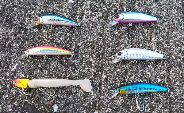 「カマス狙いの陸っぱりライトゲームで23cm頭に7尾【大阪・深日漁港】」の画像