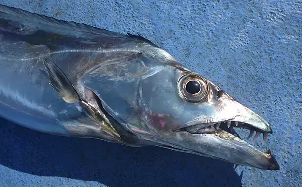 「テンヤタチウオ釣りで初心者にサンマエサがオススメな3つの理由」の画像