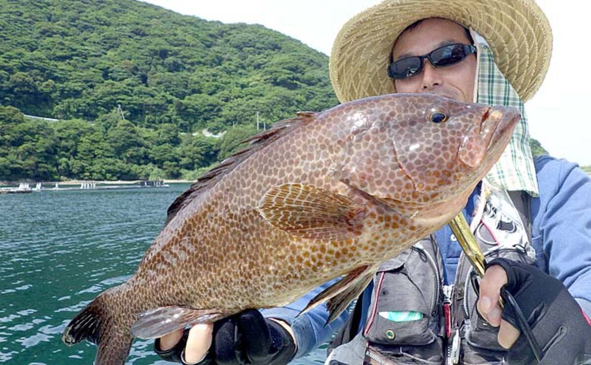 スーパーになかなか流通しない高級魚オオモンハタ 大紋羽太 を釣る方法 19年9月3日 エキサイトニュース