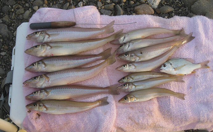 投げキス釣りで本命良型13匹　真夏の晴天続きは河口が狙い目【和歌山】