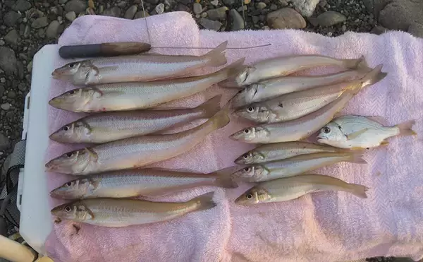 「投げキス釣りで本命良型13匹　真夏の晴天続きは河口が狙い目【和歌山】」の画像