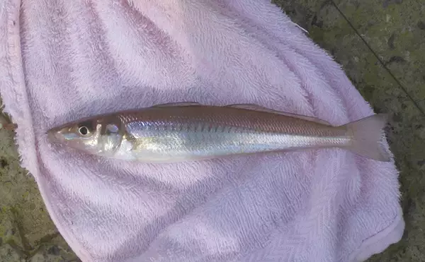 投げキス釣りで本命良型13匹　真夏の晴天続きは河口が狙い目【和歌山】