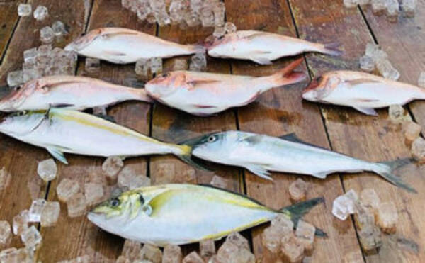 三重県 海釣り施設釣果速報 短時間の高級魚狙いが夏にオススメ 19年8月25日 エキサイトニュース