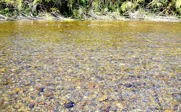 「超浅場アユ友釣りで小型主体も入れ掛かり堪能　94尾【滋賀・安曇川】」の画像