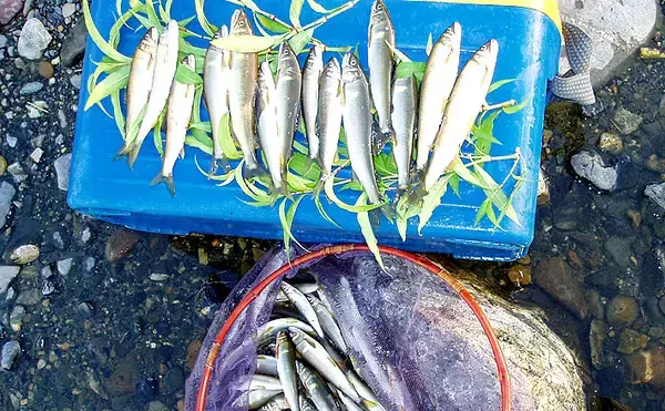 超浅場アユ友釣りで小型主体も入れ掛かり堪能　94尾【滋賀・安曇川】