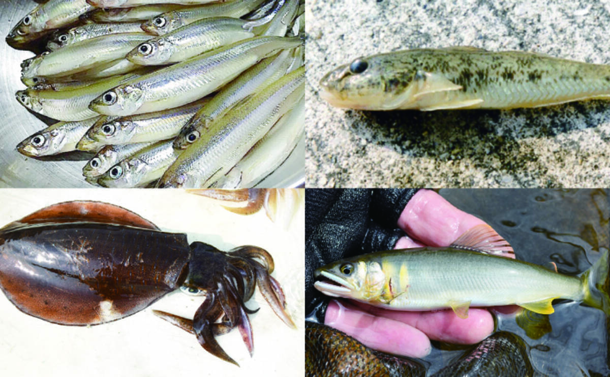 一年で一生を終える代表的な 年魚 ４選 サイクル知れば釣果もアップ 19年9月6日 エキサイトニュース
