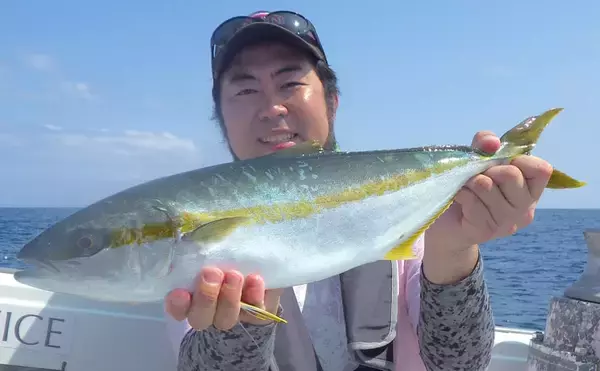 「浅場のSLJで50㎝級ヒラマサ7ヒット4キャッチ【福井・ブルーズ】」の画像