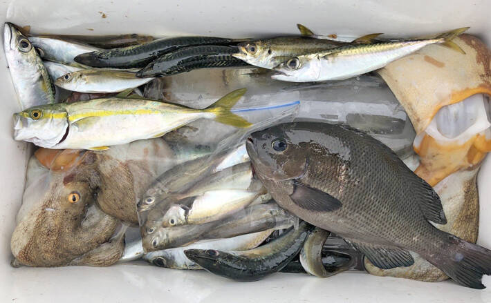 海釣り施設で子供たちと五目釣り 胴付きにマダコ 豊浜釣り桟橋 19年8月27日 エキサイトニュース