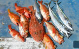 「高級根魚狙いの中深場釣りで良型オニカサゴ【千葉県・第2二三丸】」の画像3