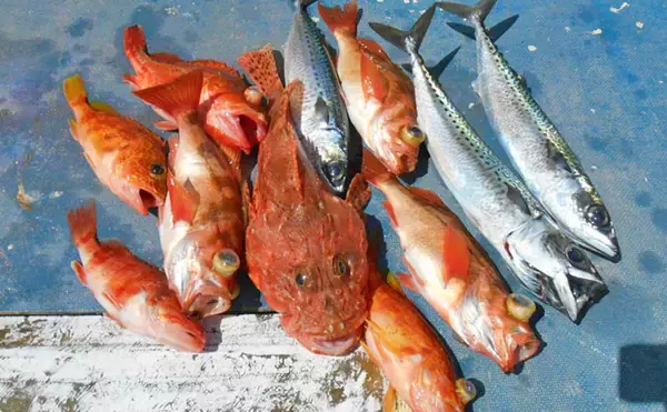 「高級根魚狙いの中深場釣りで良型オニカサゴ【千葉県・第2二三丸】」の画像