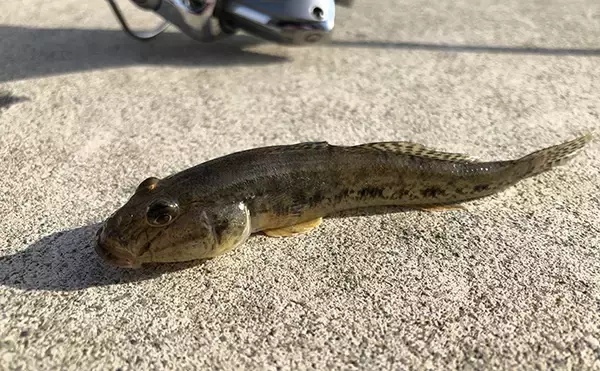 「アジングタックル流用で楽しむ晩夏のハゼ釣り　時速10匹【伊佐津川】」の画像