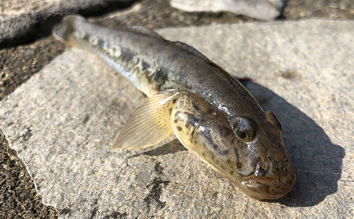 アジングタックル流用で楽しむ晩夏のハゼ釣り　時速10匹【伊佐津川】