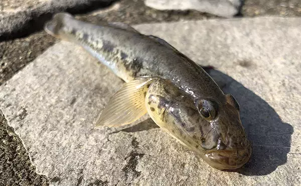 「アジングタックル流用で楽しむ晩夏のハゼ釣り　時速10匹【伊佐津川】」の画像