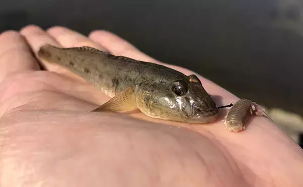 アジングタックル流用で楽しむ晩夏のハゼ釣り　時速10匹【伊佐津川】