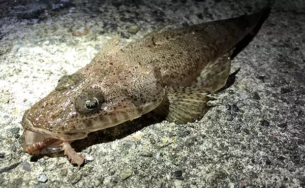 「アジングタックル流用で楽しむ晩夏のハゼ釣り　時速10匹【伊佐津川】」の画像