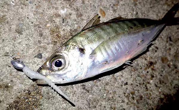 陸っぱり『豆アジング』レポート　溜まり場見つけて連発【兵庫・明石】