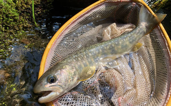 渓流ルアー釣行で25cmオーバーヤマメ イワナ 岐阜県 平湯川 19年9月2日 エキサイトニュース