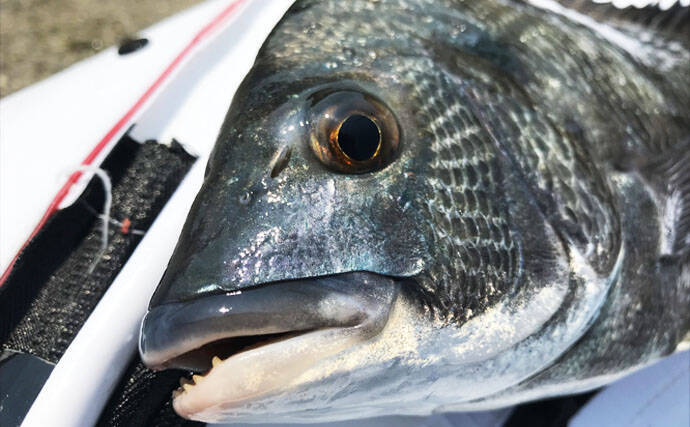 真夏の波止フカセ釣りでクロダイと真剣勝負　42cm手中！【愛知県】