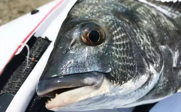 「真夏の波止フカセ釣りでクロダイと真剣勝負　42cm手中！【愛知県】」の画像