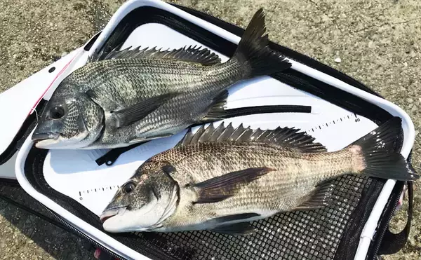 真夏の波止フカセ釣りでクロダイと真剣勝負　42cm手中！【愛知県】